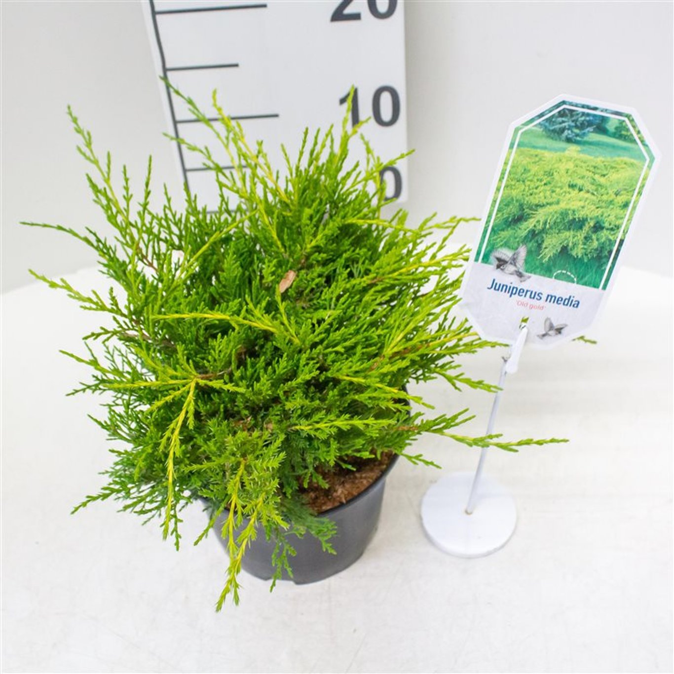 Juniperus pf. 'Old Gold' - C2 25-30 CM